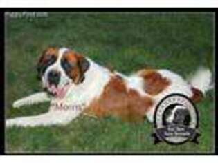 Saint Bernard Puppy for sale in Vancouver, WA, USA