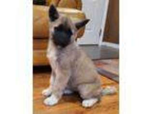 Akita Puppy for sale in Northglenn, CO, USA
