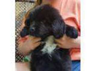 Newfoundland Puppy for sale in Midland, MI, USA
