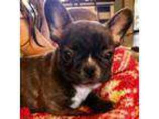 French Bulldog Puppy for sale in Madisonville, TN, USA