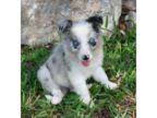 Border Collie Puppy for sale in Blanket, TX, USA