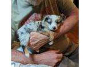 Mutt Puppy for sale in Deep Run, NC, USA