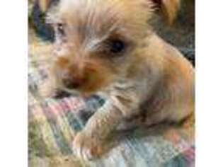 Yorkshire Terrier Puppy for sale in Escanaba, MI, USA