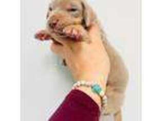 Great Dane Puppy for sale in Bristol, RI, USA
