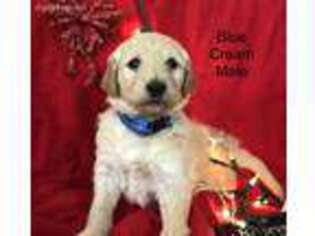 Goldendoodle Puppy for sale in Pima, AZ, USA