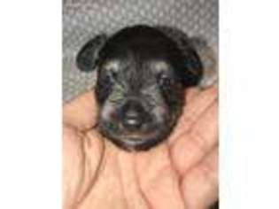 Mutt Puppy for sale in Ola, AR, USA