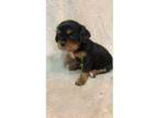 Cavalier King Charles Spaniel Puppy for sale in Myrtle Beach, SC, USA