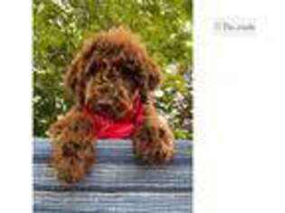 Portuguese Water Dog Puppy for sale in Canton, OH, USA