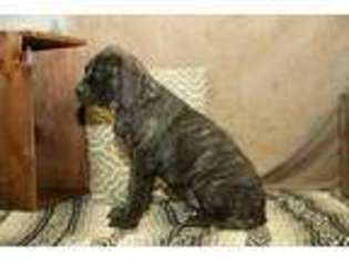 Mastiff Puppy for sale in Sugarcreek, OH, USA