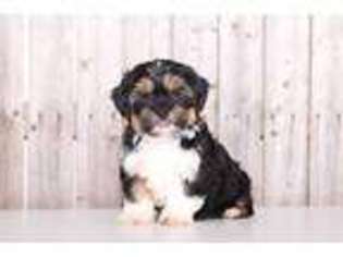 Shorkie Tzu Puppy for sale in Howard, OH, USA