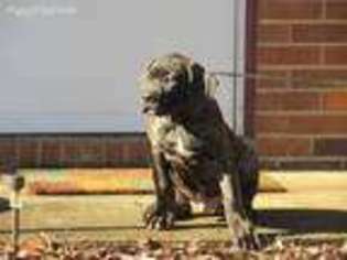 Cane Corso Puppy for sale in Greensboro, NC, USA