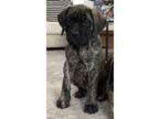 Mastiff Puppy for sale in Barrington, IL, USA