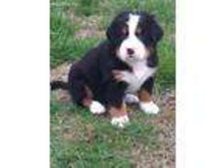 Bernese Mountain Dog Puppy for sale in Mayfield, KY, USA
