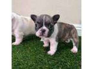 French Bulldog Puppy for sale in Tracy, CA, USA