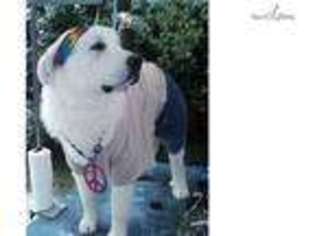 Great Pyrenees Puppy for sale in Palm Springs, CA, USA