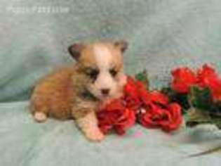 Pembroke Welsh Corgi Puppy for sale in Harrington, DE, USA