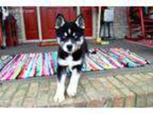 Siberian Husky Puppy for sale in Adolphus, KY, USA