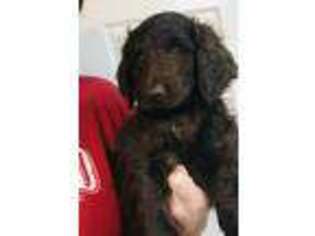 Goldendoodle Puppy for sale in Texarkana, AR, USA