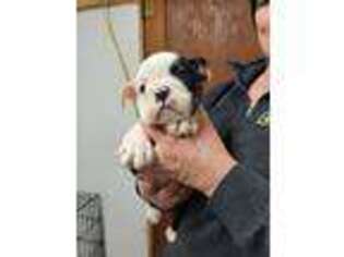 Bulldog Puppy for sale in Percival, IA, USA