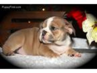 Bulldog Puppy for sale in Sparta, NC, USA