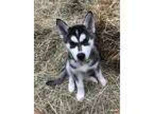 Siberian Husky Puppy for sale in Franklin, MA, USA