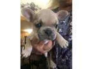 French Bulldog Puppy for sale in Clifton, CO, USA