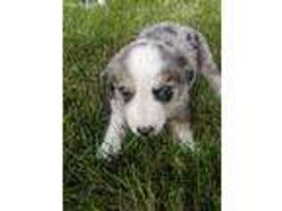 Australian Shepherd Puppy for sale in Arcola, IL, USA
