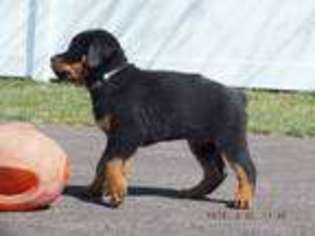 Rottweiler Puppy for sale in Meyersdale, PA, USA