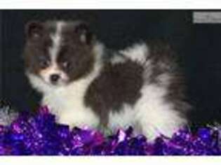 Pomeranian Puppy for sale in Sioux Falls, SD, USA