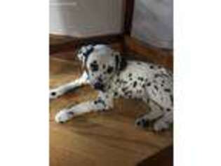 Dalmatian Puppy for sale in Lawrence, MA, USA