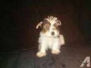 Yorkshire Terrier Puppy for sale in MARLETTE, MI, USA