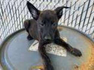Belgian Malinois Puppy for sale in Bronx, NY, USA