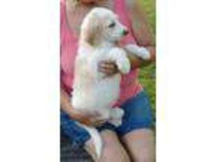 Labradoodle Puppy for sale in Falkville, AL, USA