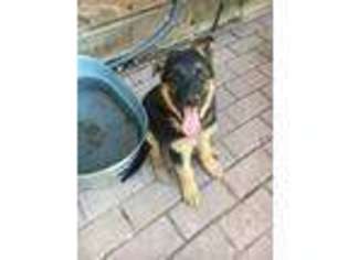 German Shepherd Dog Puppy for sale in Littleton, CO, USA