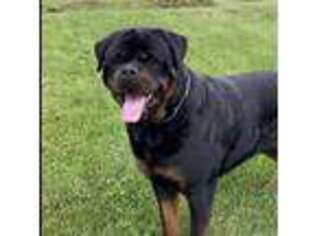 Rottweiler Puppy for sale in Pomona, CA, USA