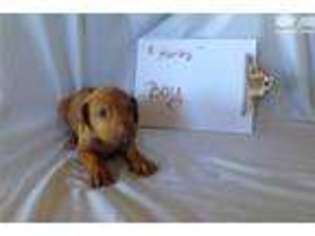 Rhodesian Ridgeback Puppy for sale in Waco, TX, USA
