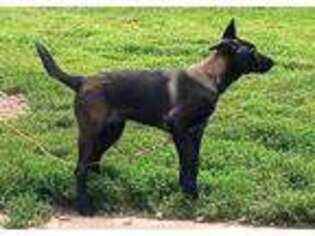 Belgian Malinois Puppy for sale in Chicago, IL, USA