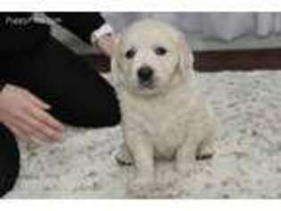 Mutt Puppy for sale in Dayton, TN, USA