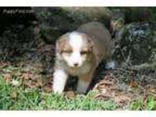 Australian Shepherd Puppy for sale in Dade City, FL, USA