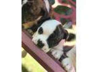 Mutt Puppy for sale in Beeville, TX, USA