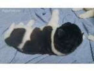 Akita Puppy for sale in Chehalis, WA, USA