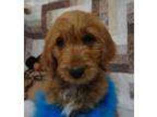 Goldendoodle Puppy for sale in Mc Cune, KS, USA