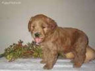 Goldendoodle Puppy for sale in Morgantown, PA, USA