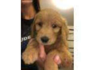 Goldendoodle Puppy for sale in Hickory Flat, MS, USA