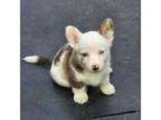 Cardigan Welsh Corgi Puppy for sale in Lynden, WA, USA