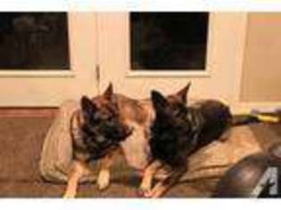 German Shepherd Dog Puppy for sale in NAMPA, ID, USA