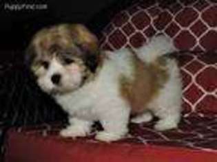 Mal-Shi Puppy for sale in Dade City, FL, USA