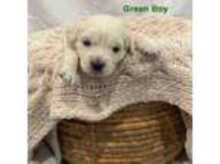 Golden Retriever Puppy for sale in Vancouver, WA, USA