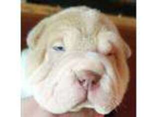 Mutt Puppy for sale in Fancy Gap, VA, USA