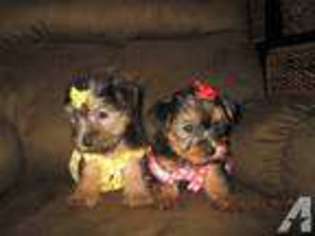 Yorkshire Terrier Puppy for sale in VICTORVILLE, CA, USA